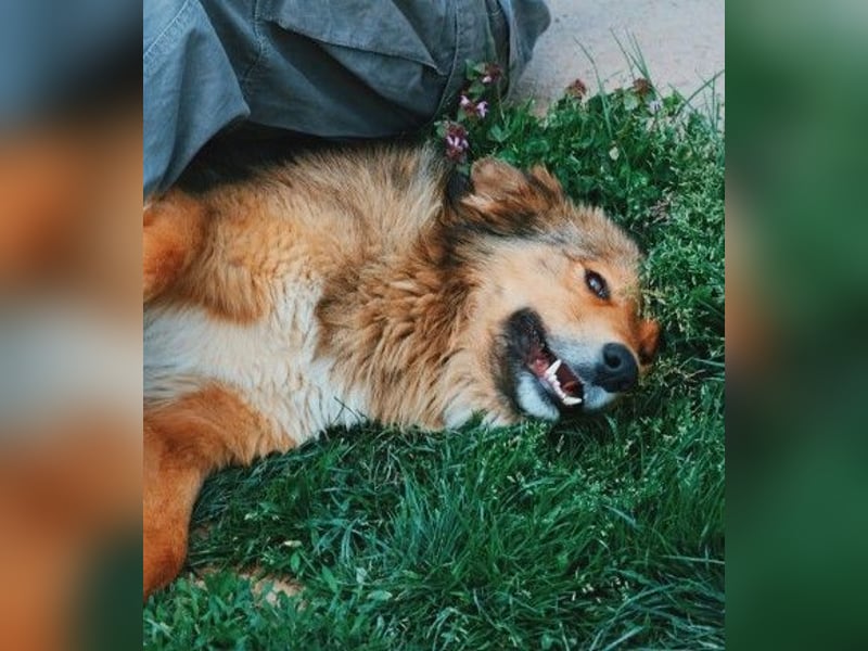 LASSE - zauberhafter Rüde sucht liebevolles Zuhause