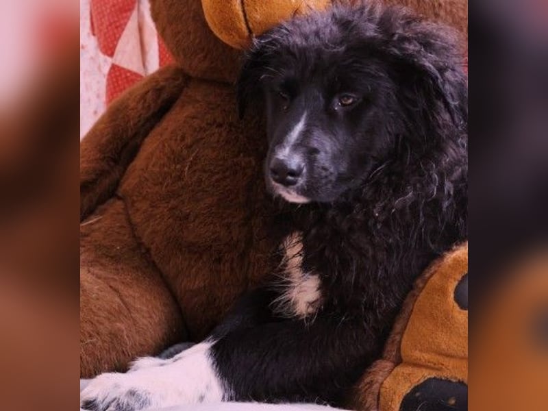 sanftes, liebes Welpenmädchen Vega