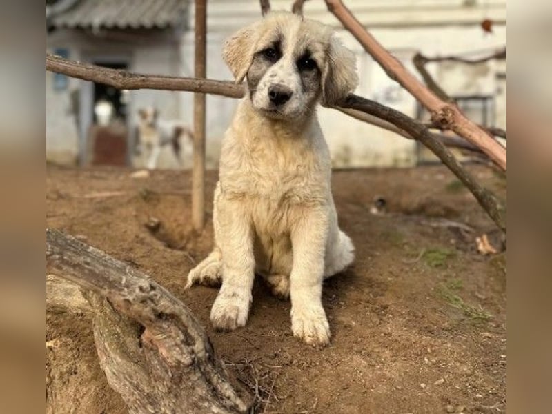 Zuckersüße Julie sucht ihre Herzensmenschen