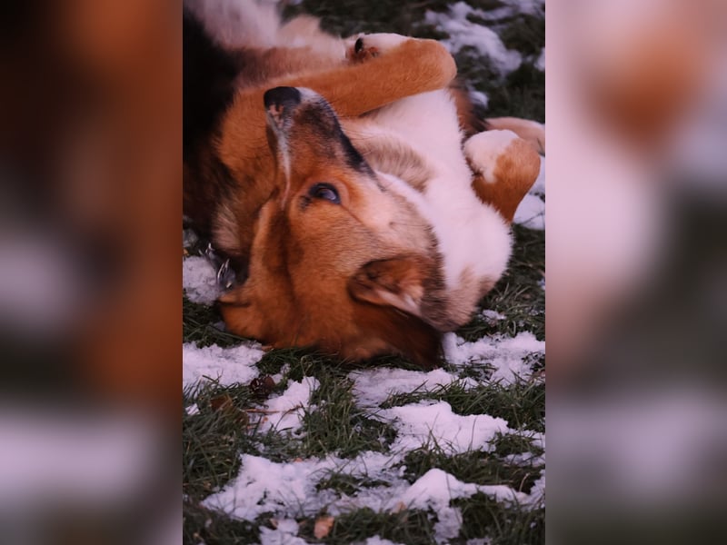 BOBBY – vorsichtig, liebenswert und bereit für sein Glück