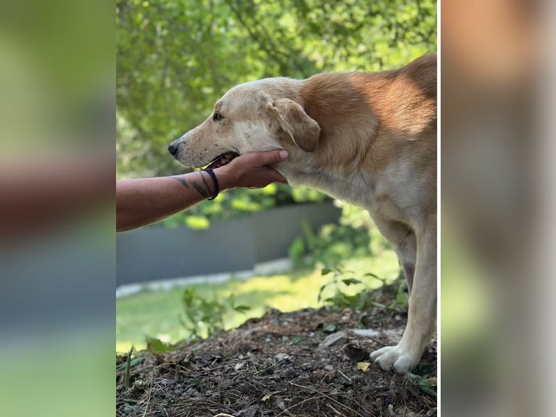 LOUIE: Sanfter, freundlicher Rüde mit Handicap sucht seine Menschen