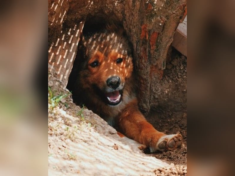 LASSE - zauberhafter Rüde sucht liebevolles Zuhause