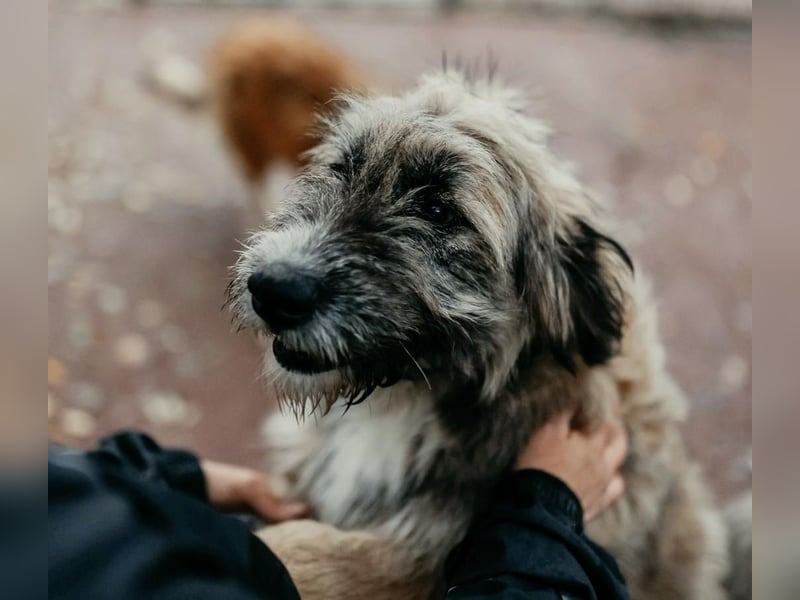 JESSY - sanfte Traumhündin mit einem riesigen Herzen