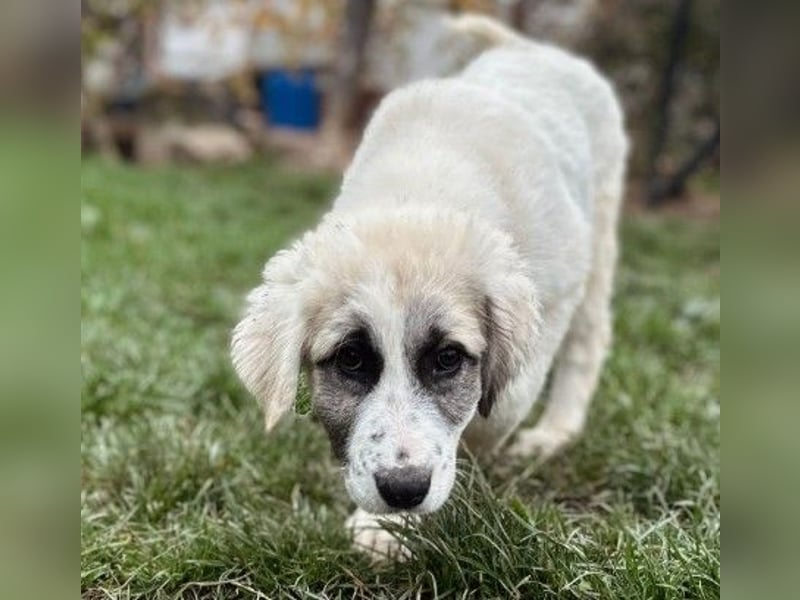 Zuckersüße Julie sucht ihre Herzensmenschen