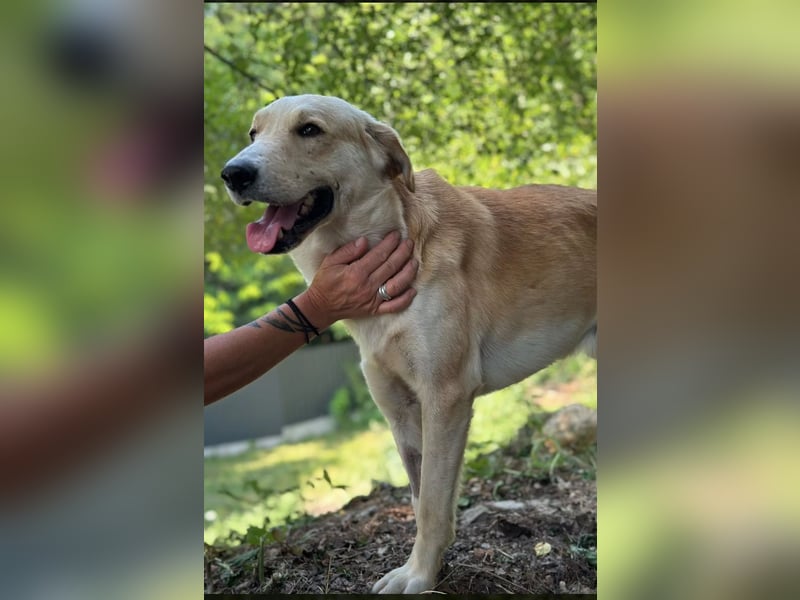 LOUIE: Sanfter, freundlicher Rüde mit Handicap sucht seine Menschen