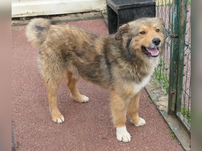 LASSE - zauberhafter Rüde sucht liebevolles Zuhause