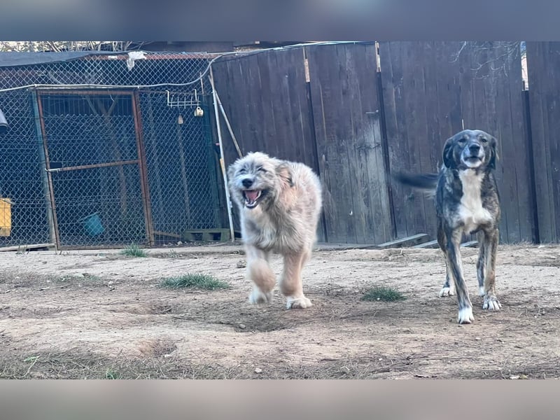 JESSY - sanfte Traumhündin mit einem riesigen Herzen