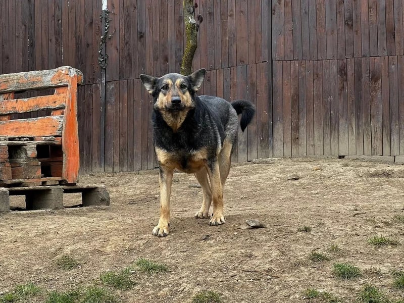 Sensibler Emil sucht besonderen Platz