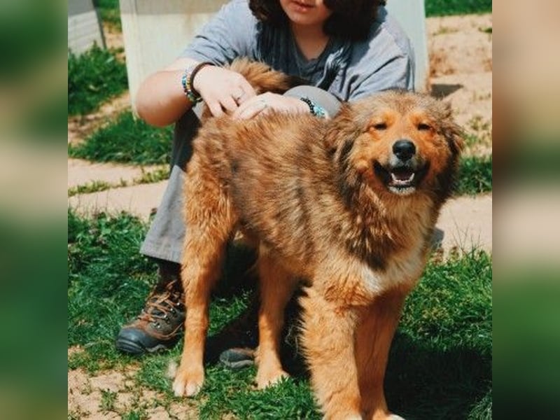 LASSE - zauberhafter Rüde sucht liebevolles Zuhause