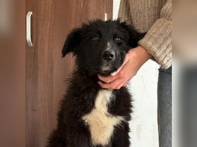 sanftes, liebes Welpenmädchen Vega