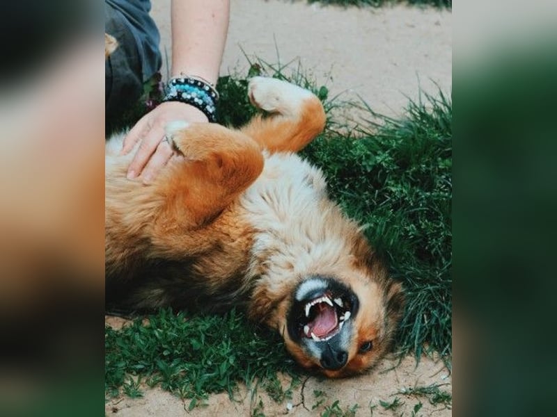 LASSE - zauberhafter Rüde sucht liebevolles Zuhause