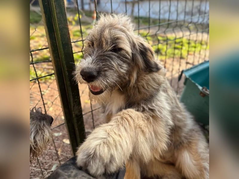 JESSY - sanfte Traumhündin mit einem riesigen Herzen