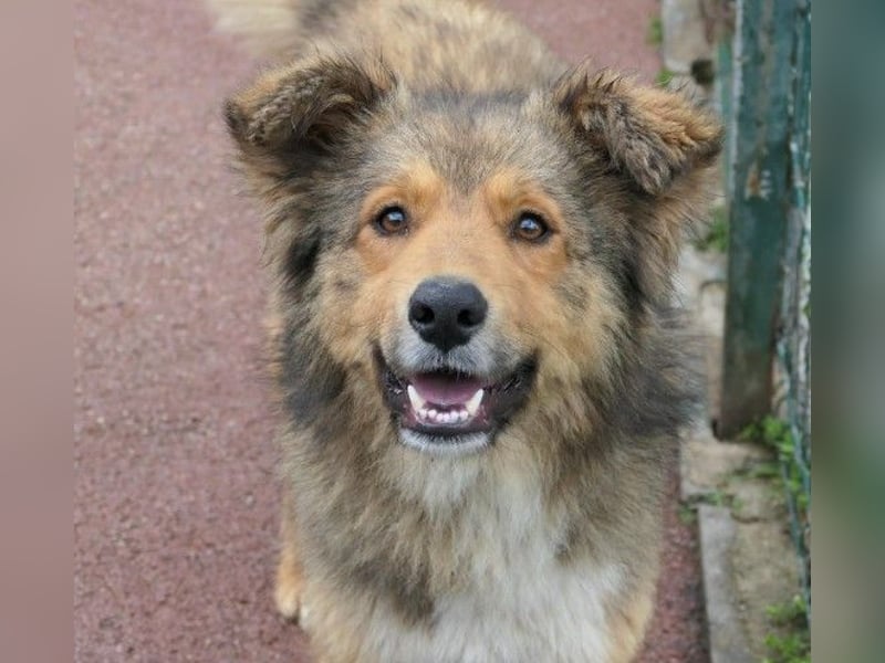 LASSE - zauberhafter Rüde sucht liebevolles Zuhause
