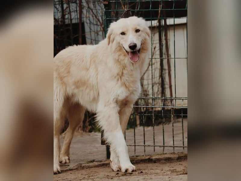 GOLDIE - zurückhaltender Rüde sucht seine Herzensmenschen