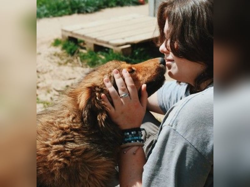 LASSE - zauberhafter Rüde sucht liebevolles Zuhause