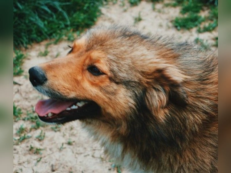 LASSE - zauberhafter Rüde sucht liebevolles Zuhause