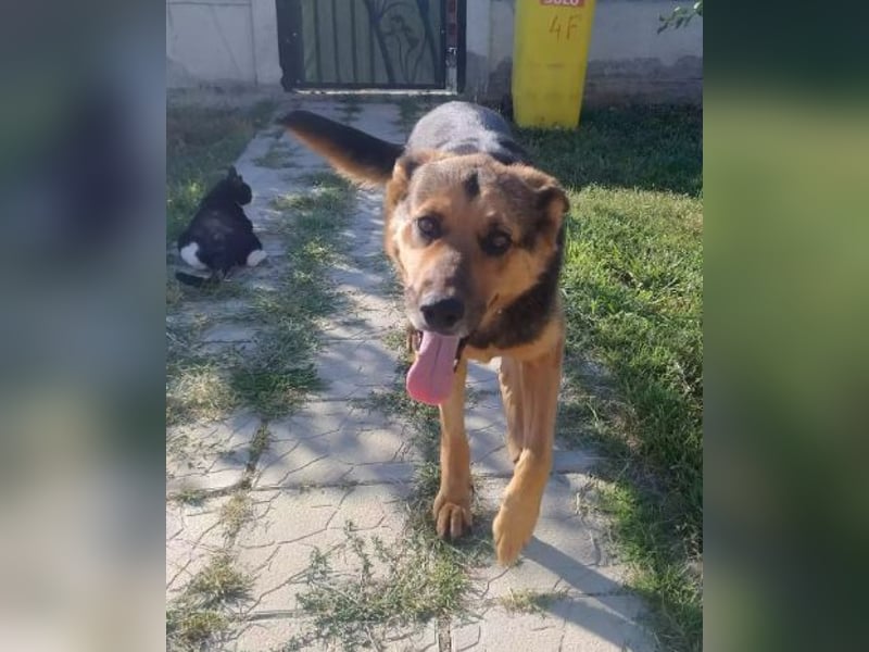 Menschenbezogene Hündin Riley