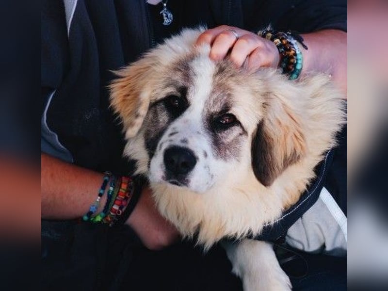 Zuckersüße Julie sucht ihre Herzensmenschen