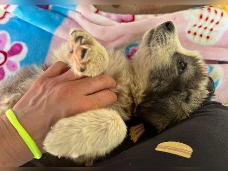 JULIE - fröhliches, liebes Welpenmädchen sucht Zuhause