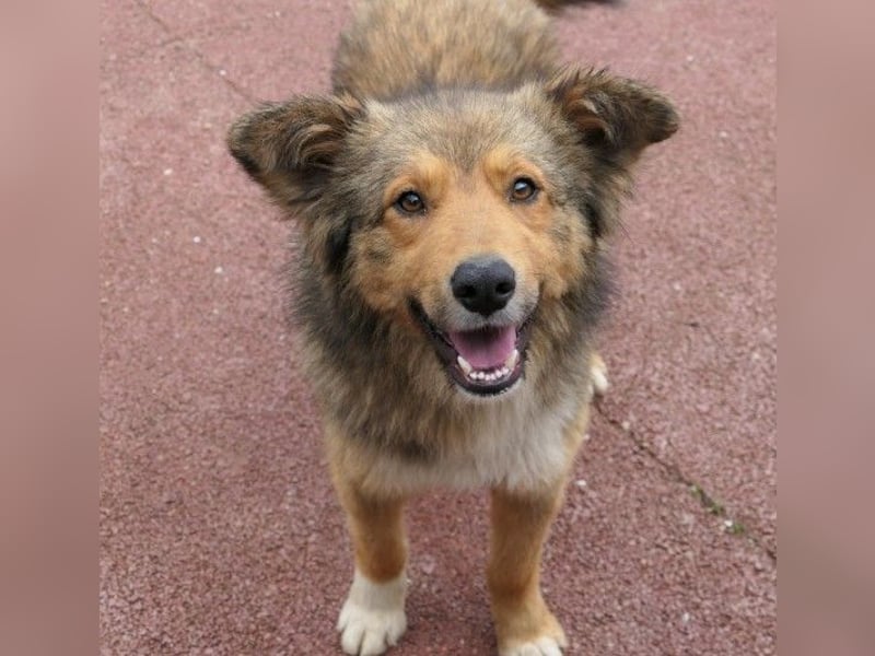 LASSE - zauberhafter Rüde sucht liebevolles Zuhause