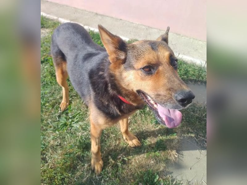 Menschenbezogene Hündin Riley