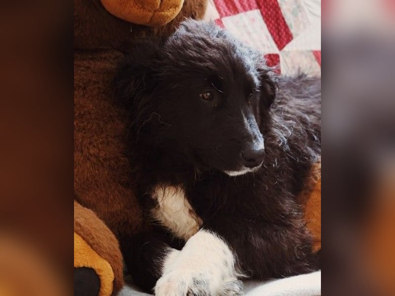 sanftes, liebes Welpenmädchen Vega