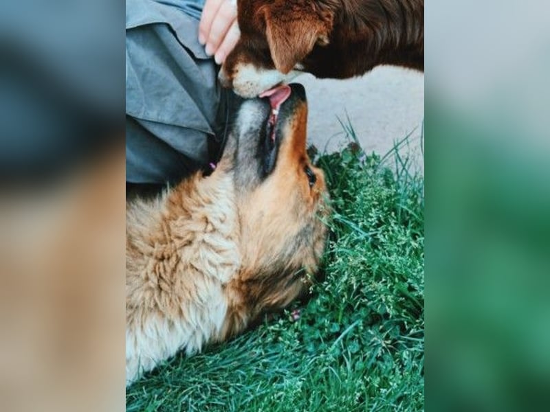 LASSE - zauberhafter Rüde sucht liebevolles Zuhause