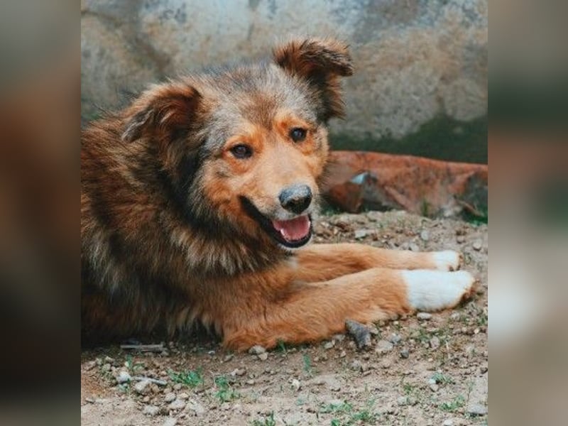 LASSE - zauberhafter Rüde sucht liebevolles Zuhause