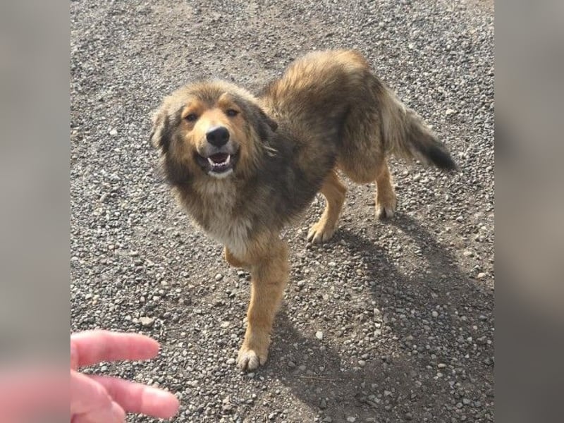 LASSE - zauberhafter Rüde sucht liebevolles Zuhause