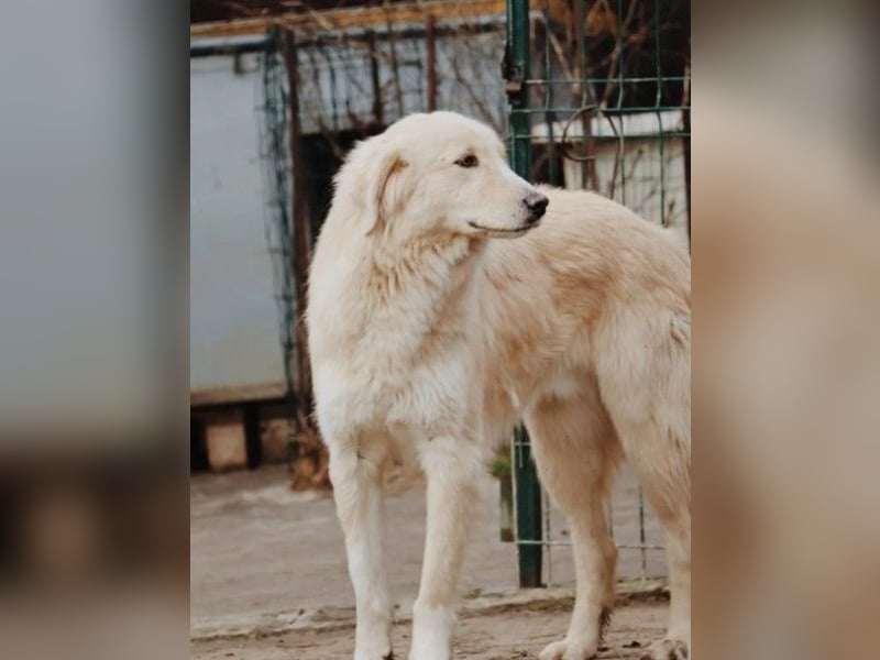 GOLDIE - zurückhaltender Rüde sucht seine Herzensmenschen