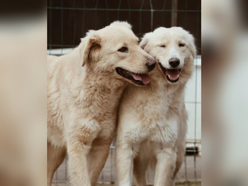 GOLDIE - zurückhaltender Rüde sucht seine Herzensmenschen
