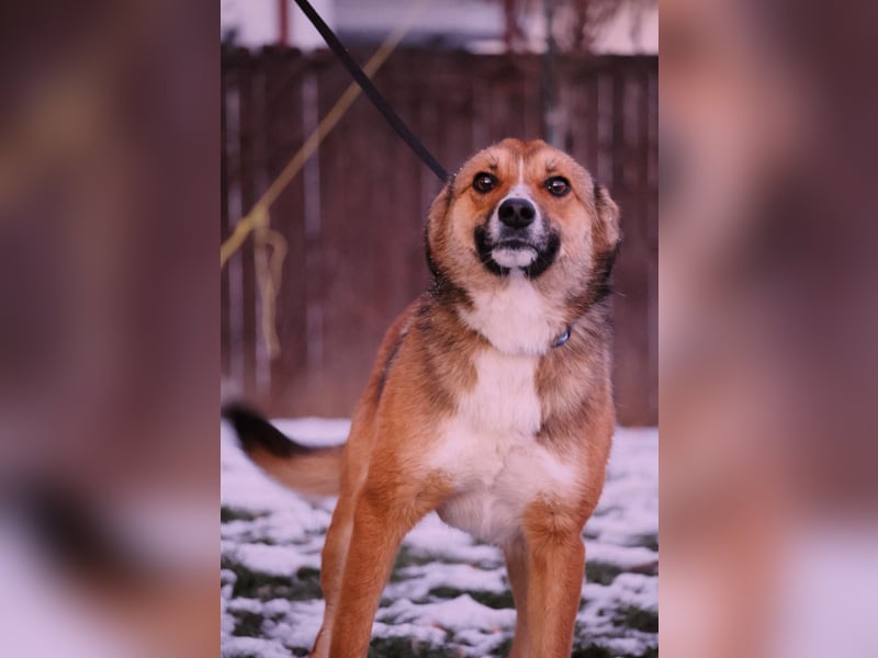 BOBBY – vorsichtig, liebenswert und bereit für sein Glück
