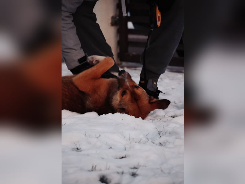 Liebenswerter Bobby sucht seine Familie