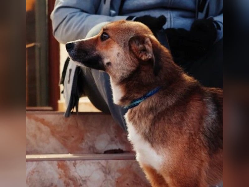 Liebenswerter Bobby sucht seine Familie