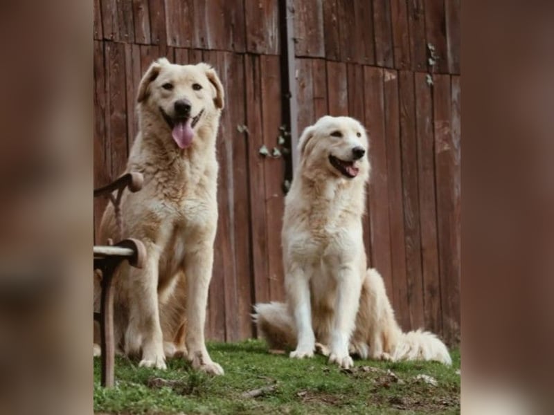 GOLDIE - zurückhaltender Rüde sucht seine Herzensmenschen