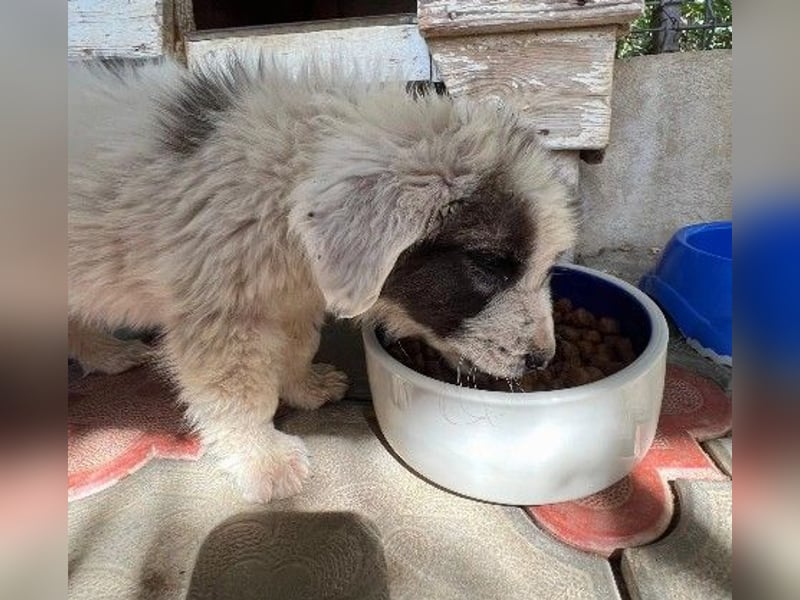 JULIE - fröhliches, liebes Welpenmädchen sucht Zuhause