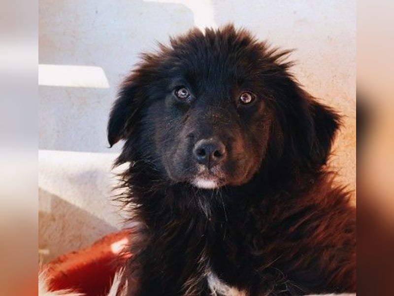 sanftes, liebes Welpenmädchen Vega