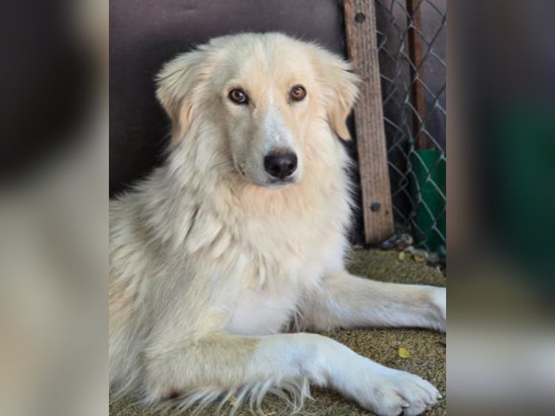 zurückhaltender GOLDIE sucht geduldige Menschen