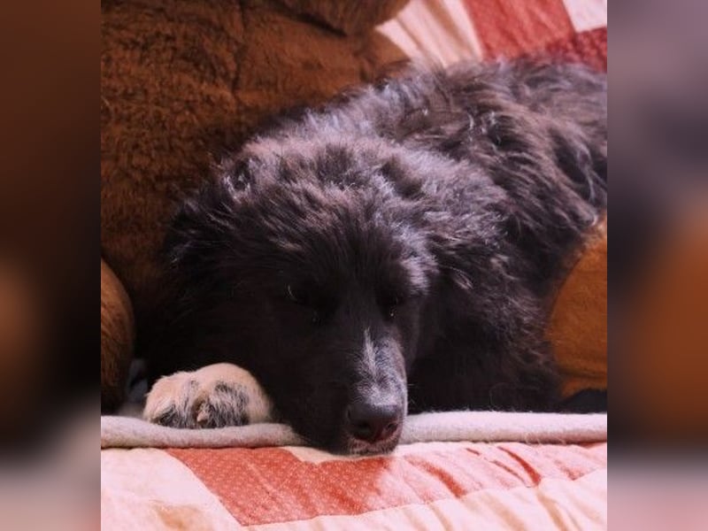 sanftes, liebes Welpenmädchen Vega