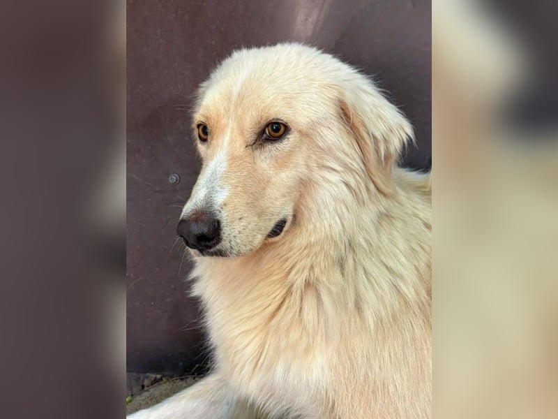Ruhiger, zurückhaltender Goldie sucht seine Menschen