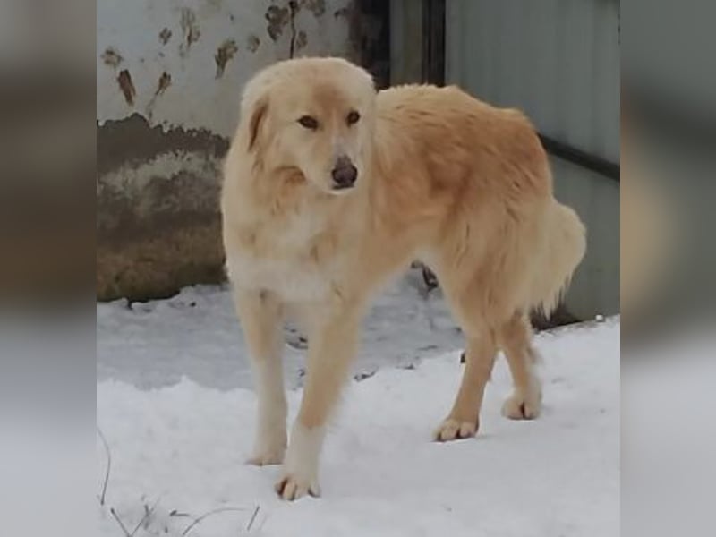 Ruhiger, zurückhaltender Goldie sucht seine Menschen