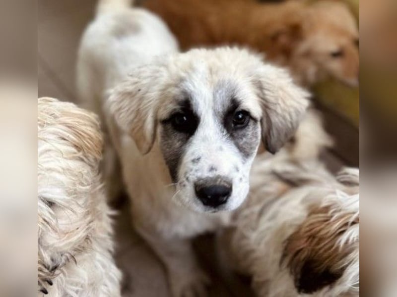 JULIE - fröhliches, liebes Welpenmädchen sucht Zuhause