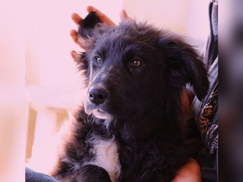 sanftes, liebes Welpenmädchen Vega