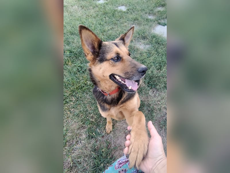 Menschenbezogene Hündin Riley