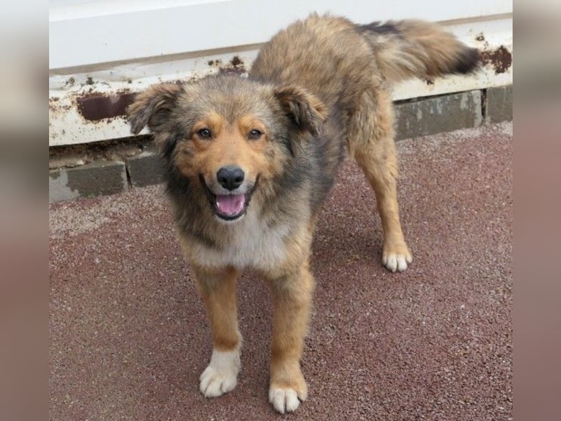 LASSE - zauberhafter Rüde sucht liebevolles Zuhause