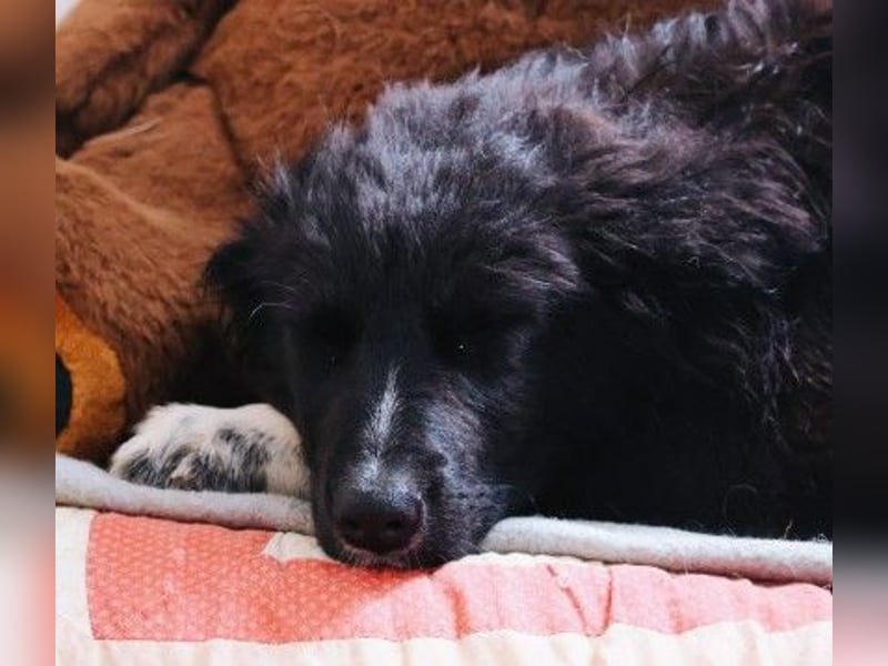 sanftes, liebes Welpenmädchen Vega