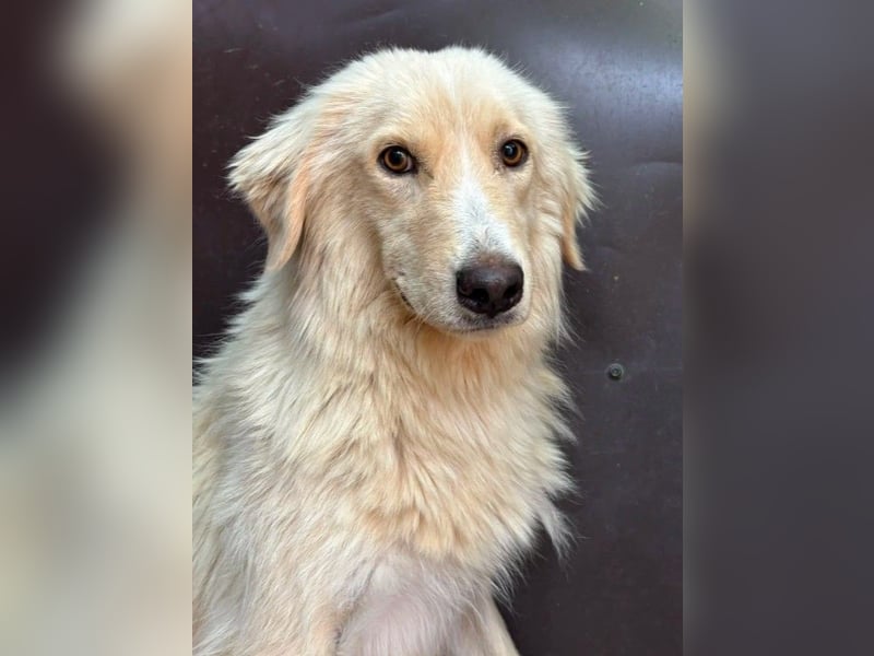 Ruhiger, zurückhaltender Goldie sucht seine Menschen