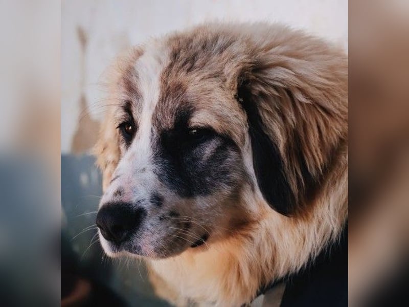 Zuckersüße Julie sucht ihre Herzensmenschen