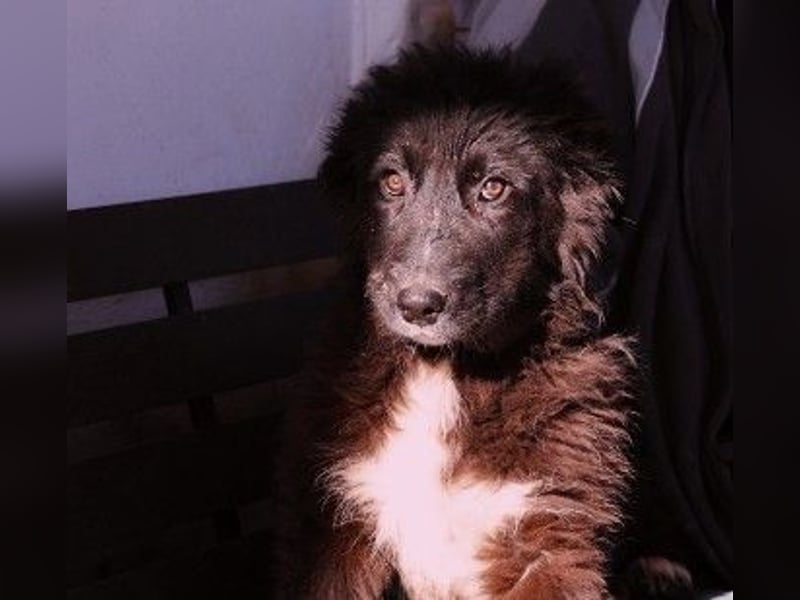 sanftes, liebes Welpenmädchen Vega