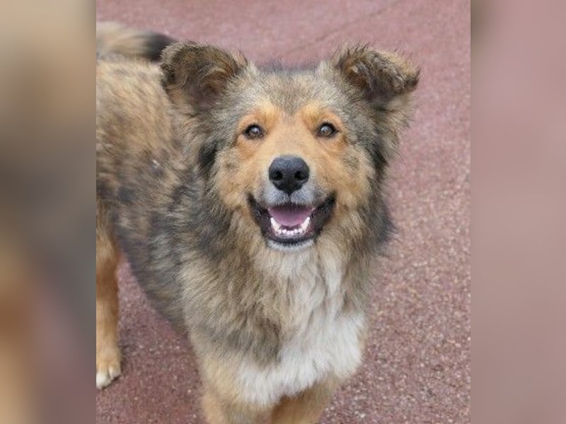 LASSE - zauberhafter Rüde sucht liebevolles Zuhause